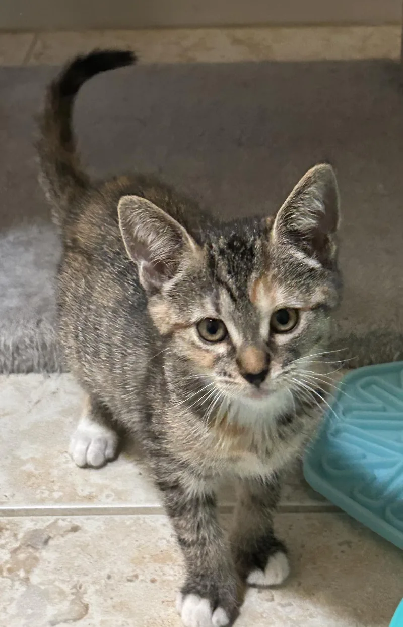 Sweet Emmie thumbnail 3