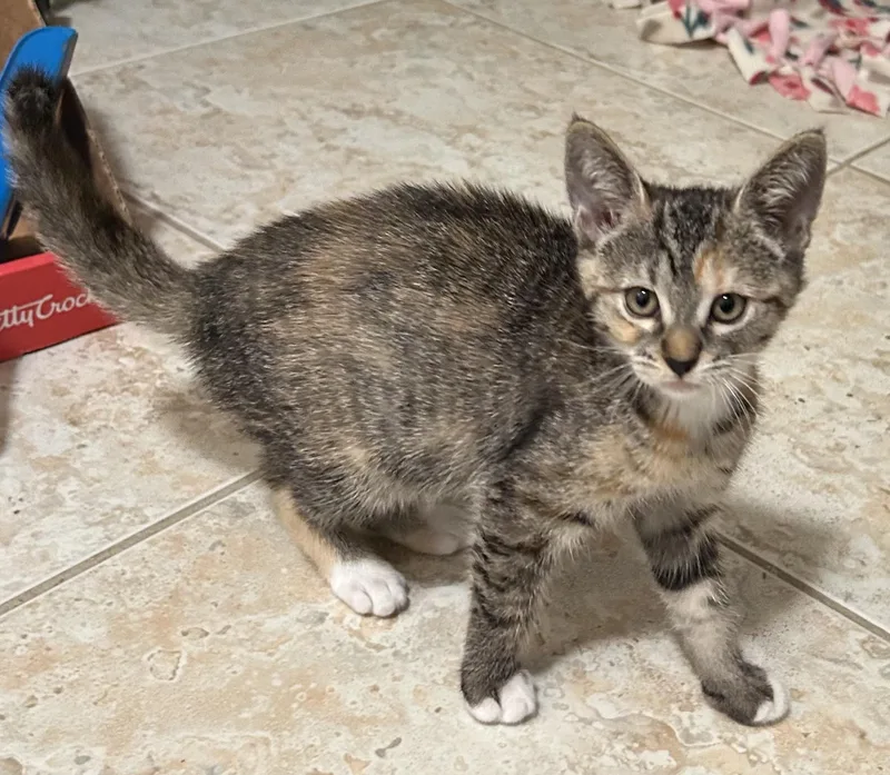 Sweet Emmie thumbnail 4