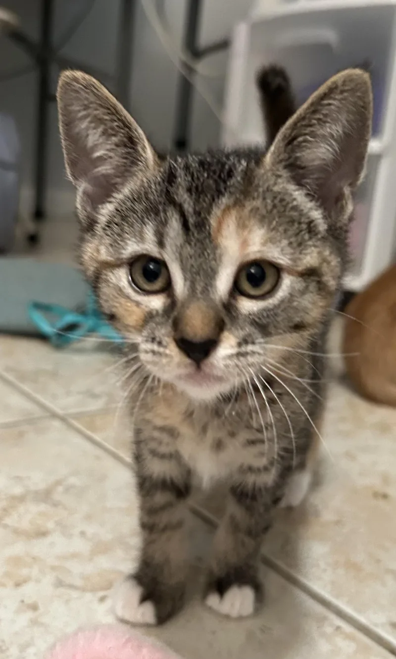 Sweet Emmie thumbnail 5