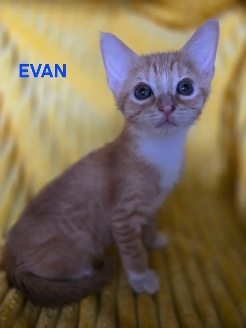 Cute Evan thumbnail 3