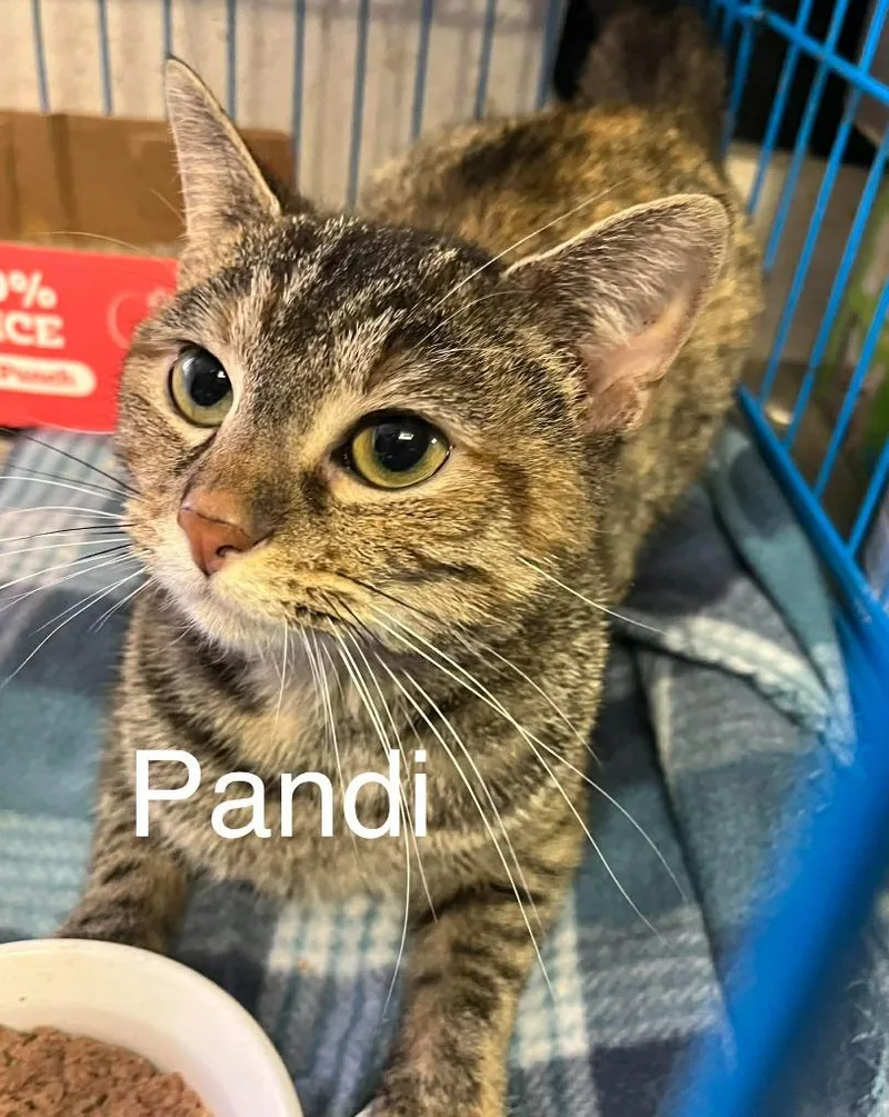 Pandi