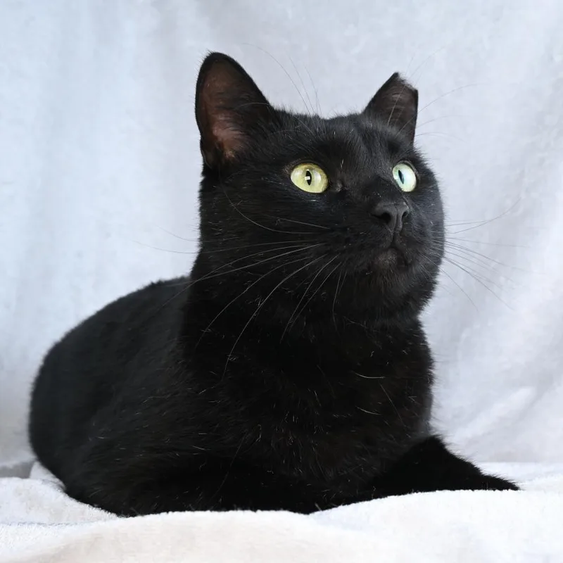 Little Elvis thumbnail 2