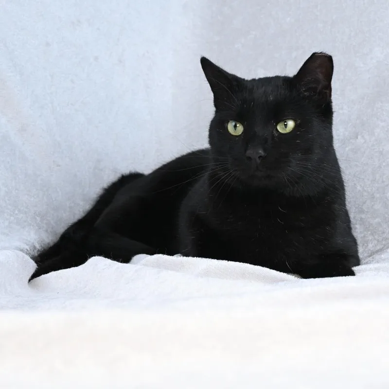 Little Elvis thumbnail 6