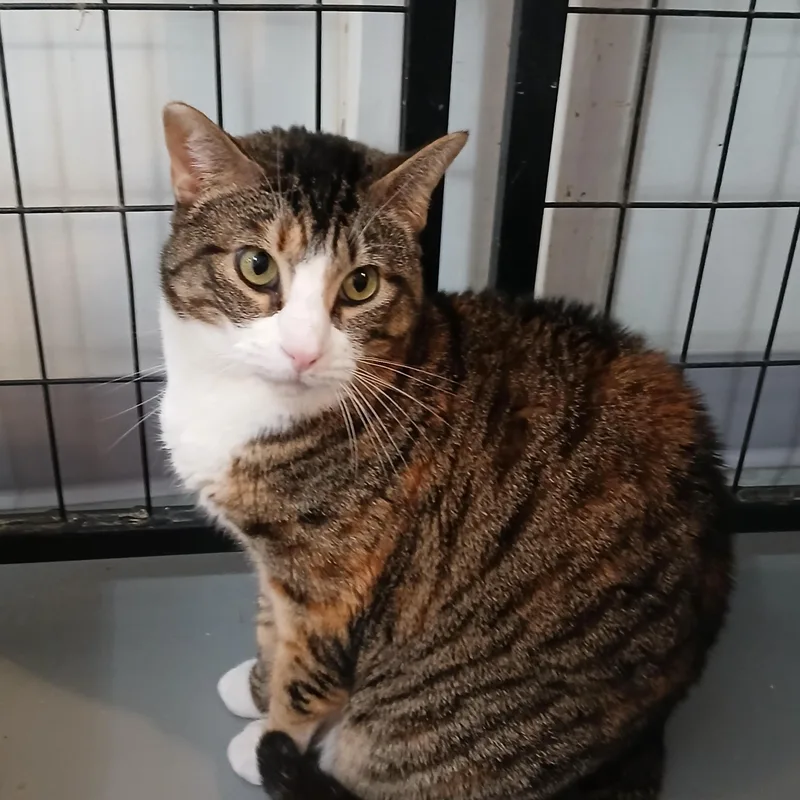 An adult medium-sized female Brown / Chocolate Tabby cat named Belle for adoption in Iowa Falls, IA