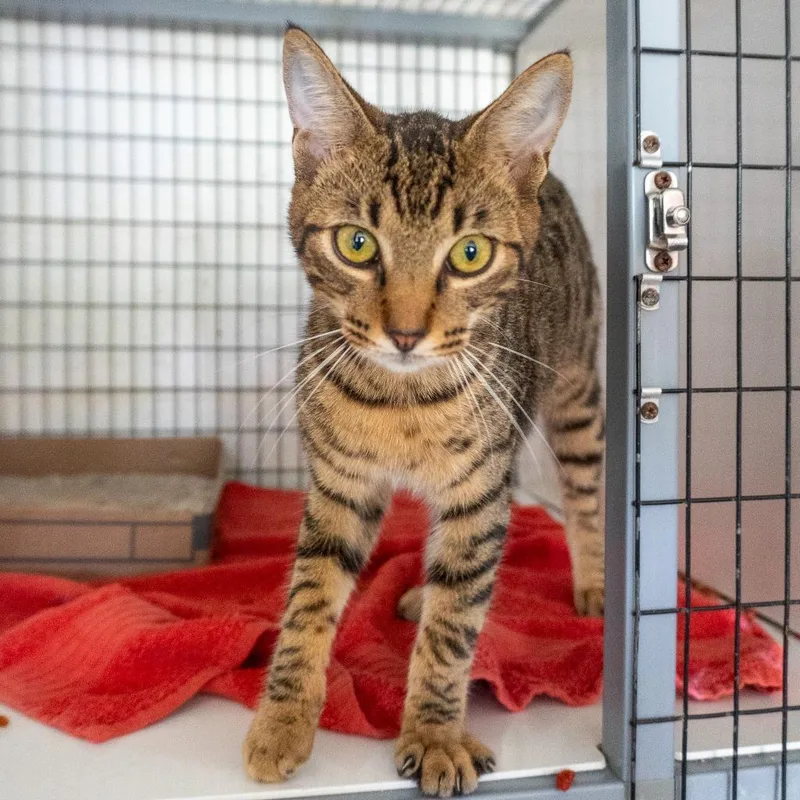 A young medium-sized male Domestic Short Hair cat named Bob for adoption in Mangilao, GU