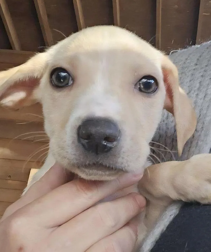 Valentine Pups thumbnail 2