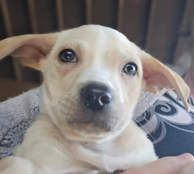 Valentine Pups thumbnail 3