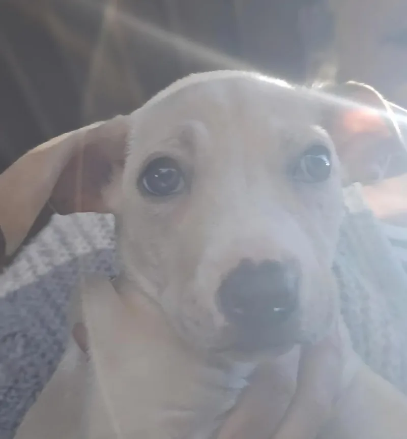 Valentine Pups thumbnail 4