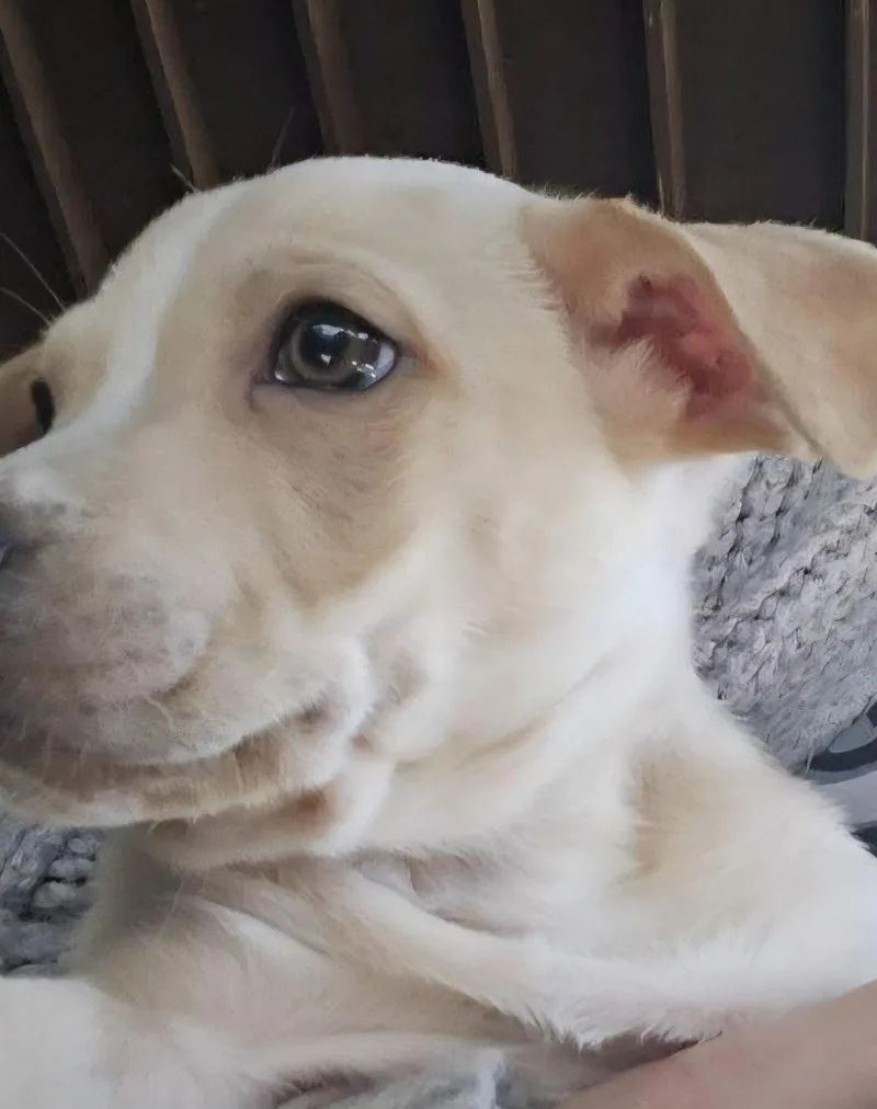 Valentine Pups thumbnail 5