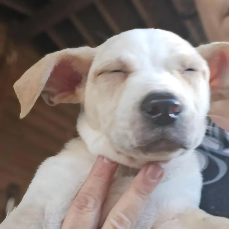 Valentine Pups thumbnail 6