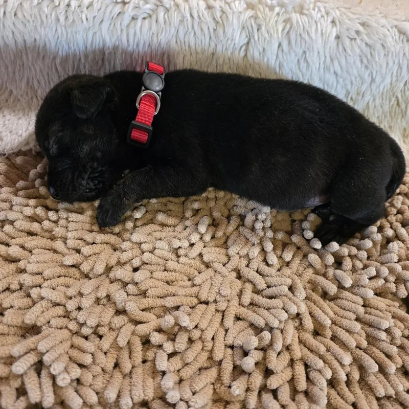 Tater Tot thumbnail 2