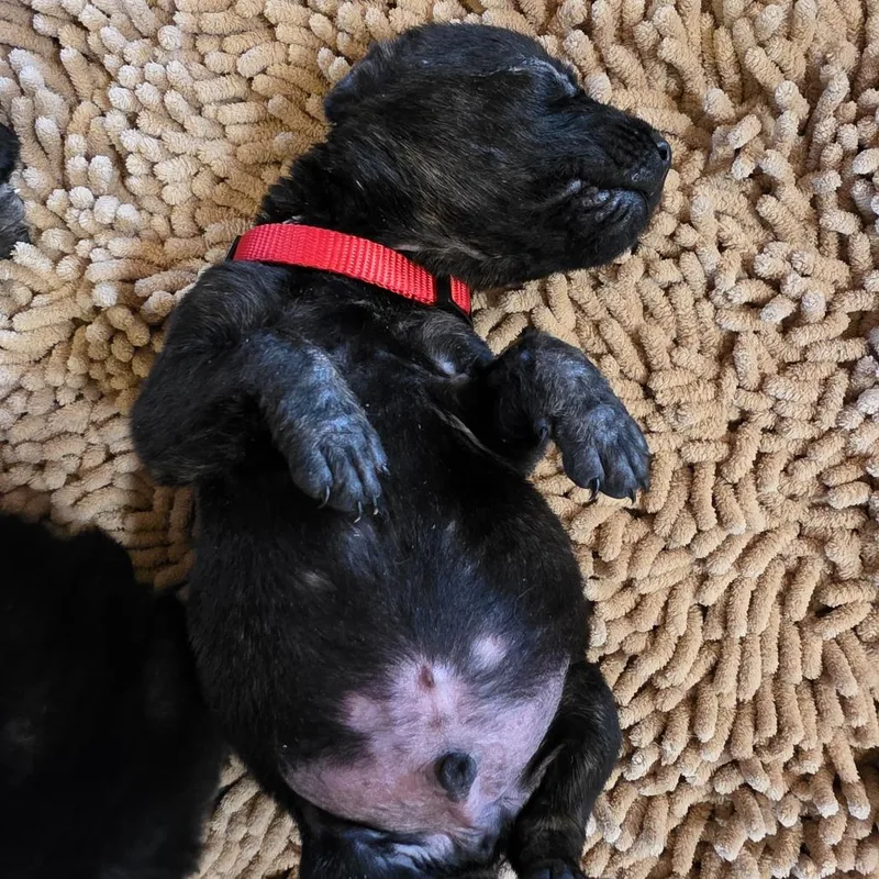 Tater Tot thumbnail 3