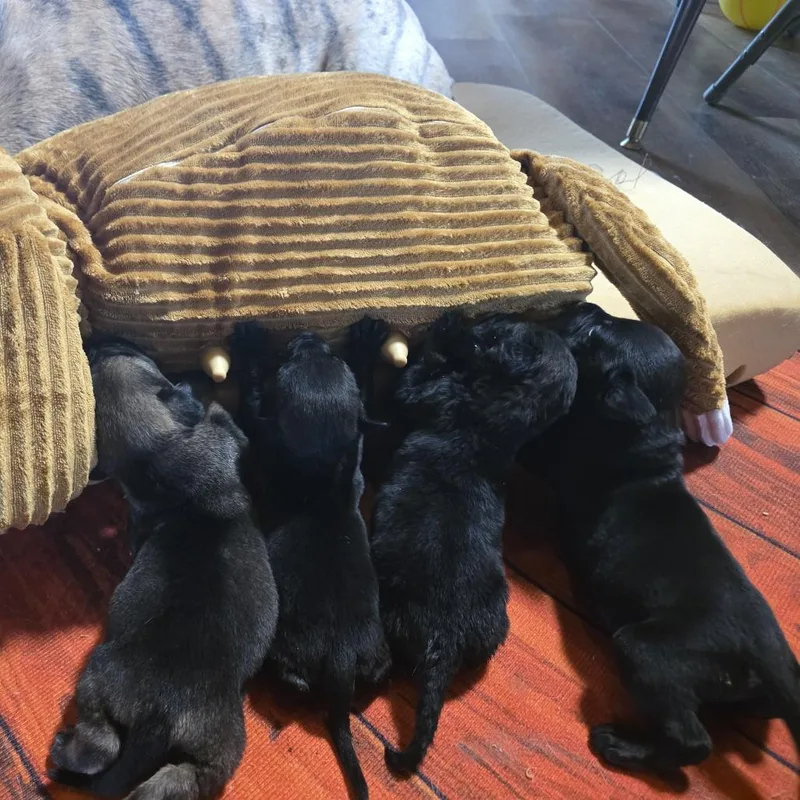 Tater Tot thumbnail 4