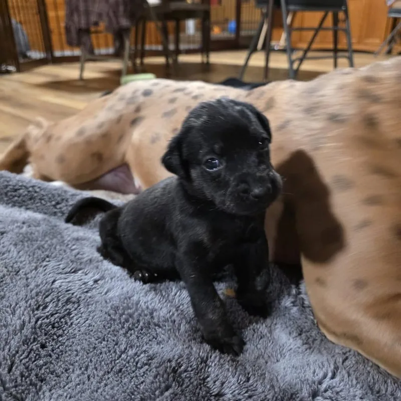 Tater Tot thumbnail 5