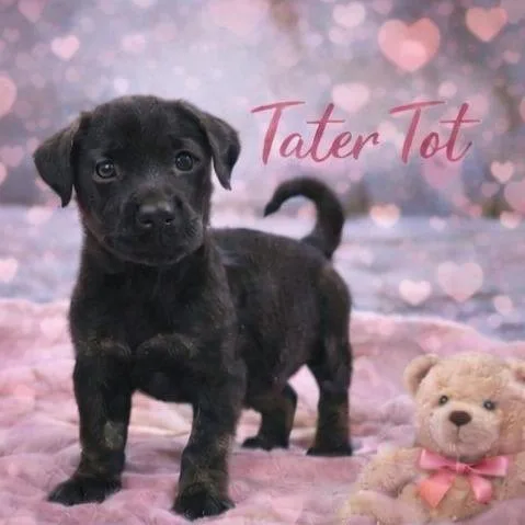 Tater Tot photo 1