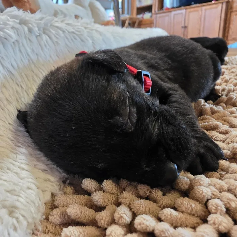 Tater Tot thumbnail 6