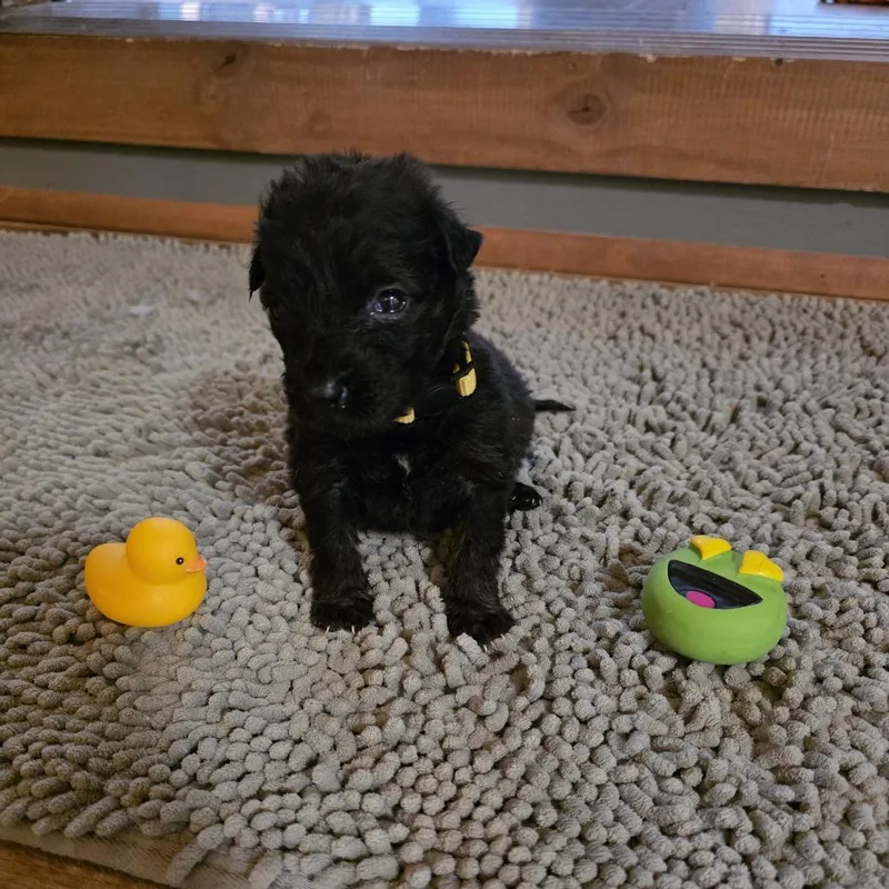 Hash Brown thumbnail 2