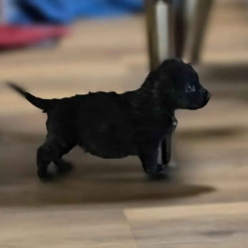 Hash Brown thumbnail 3