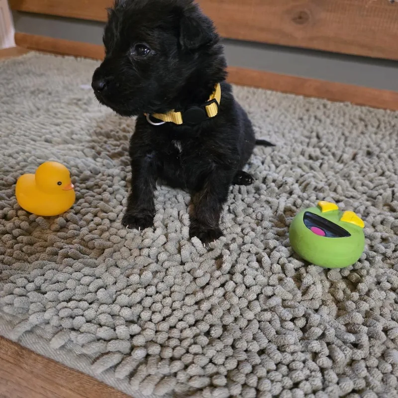 Hash Brown thumbnail 4