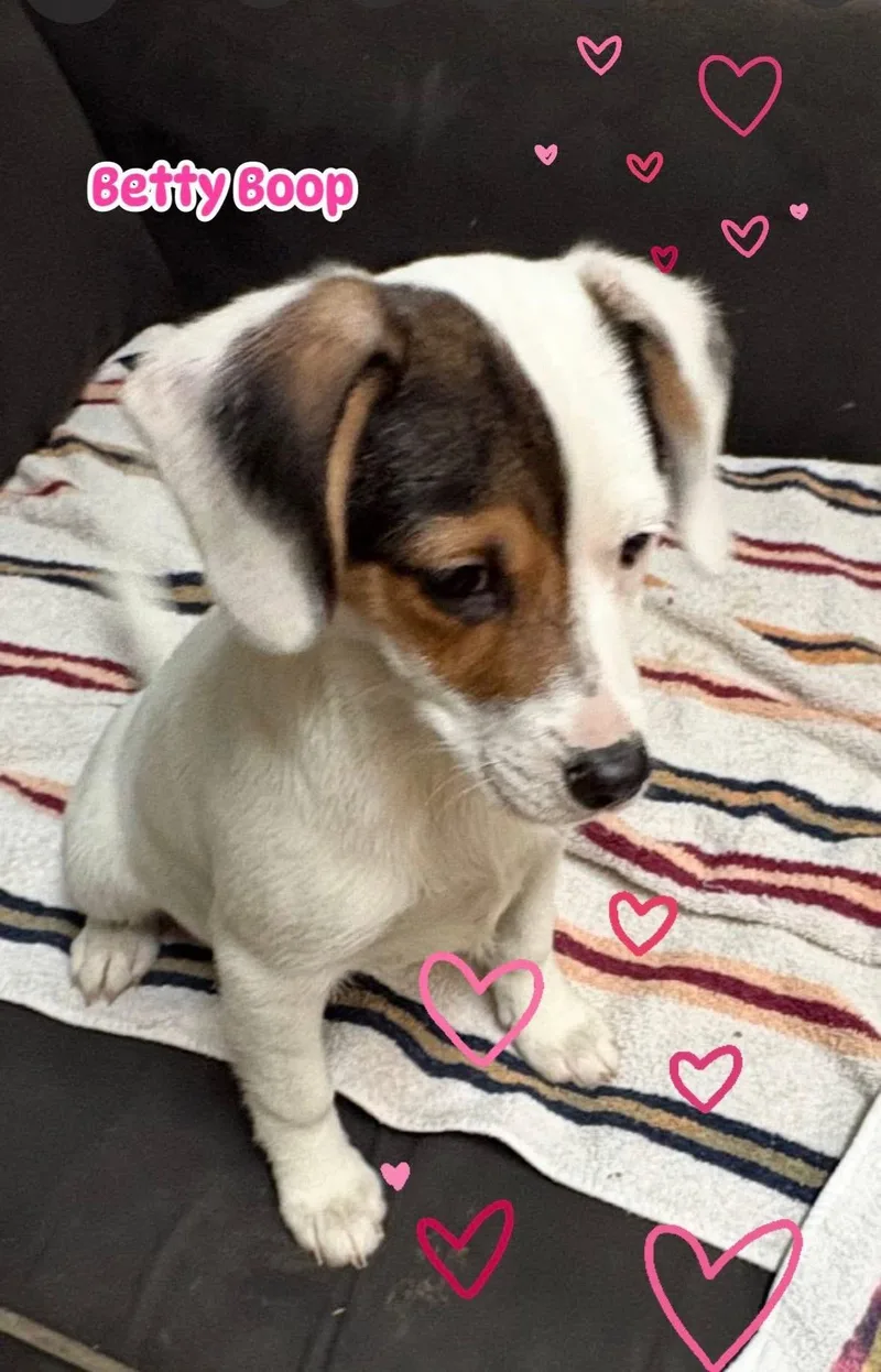 Betty Boop thumbnail 2