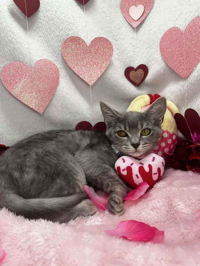 Oleander thumbnail 2