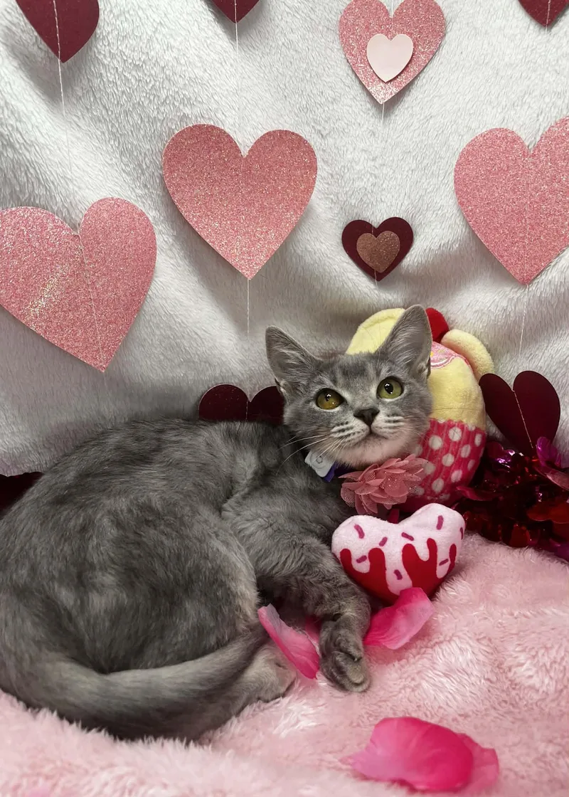 Oleander thumbnail 3