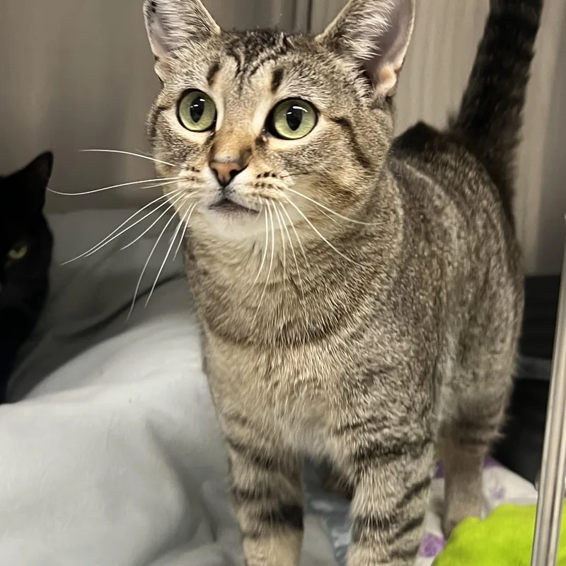 Mademoiselle thumbnail 2