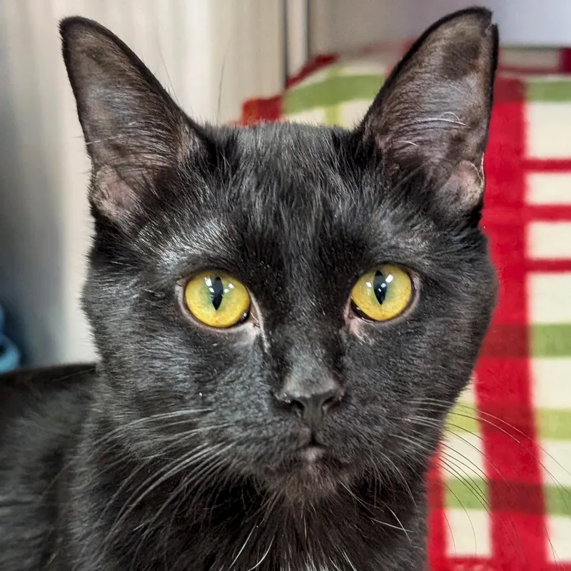 An adult medium-sized male Black Domestic Short Hair cat named Mikey for adoption in Jefferson, WI