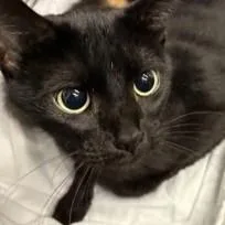 An adult medium-sized female Black Domestic Short Hair cat named Princess for adoption in Rapid City, SD