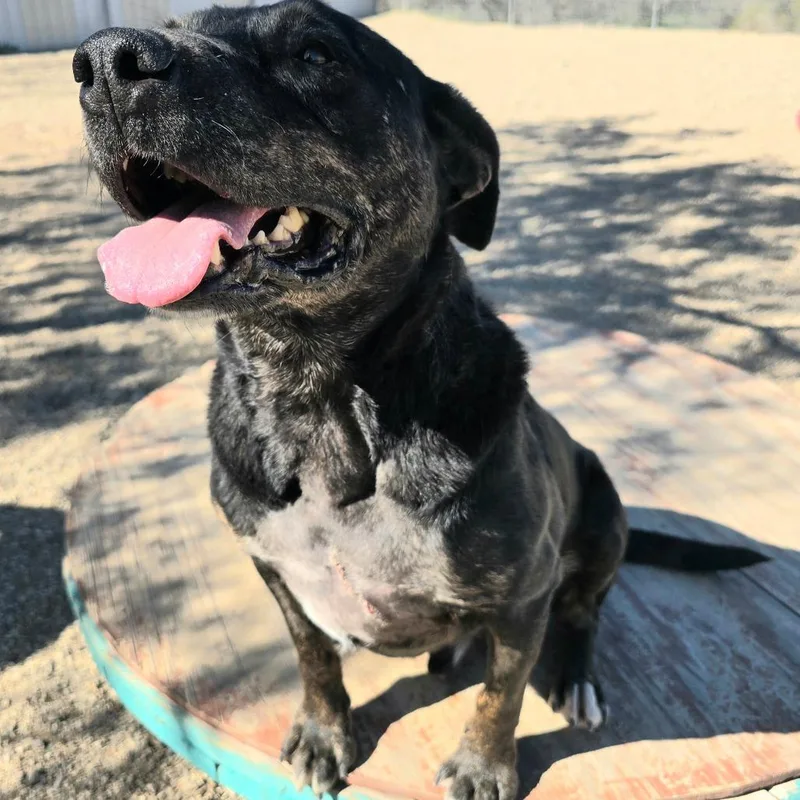 Stockman thumbnail 3