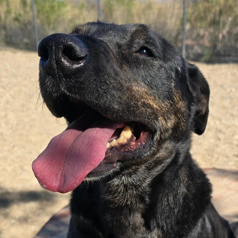 Stockman thumbnail 4