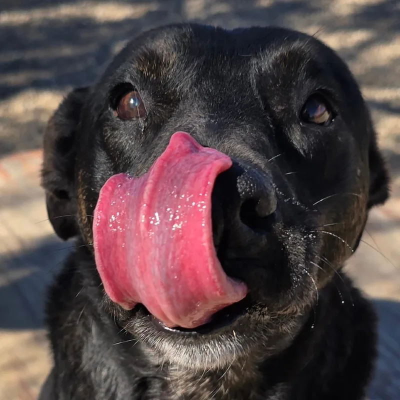 Stockman thumbnail 5