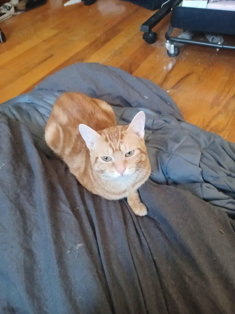 Push Pop thumbnail 2