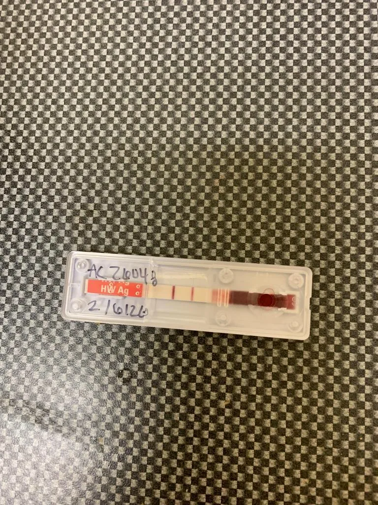 Dez Bryant thumbnail 2