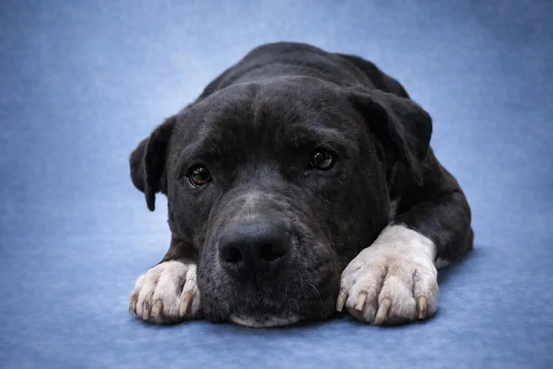 Dez Bryant thumbnail 3