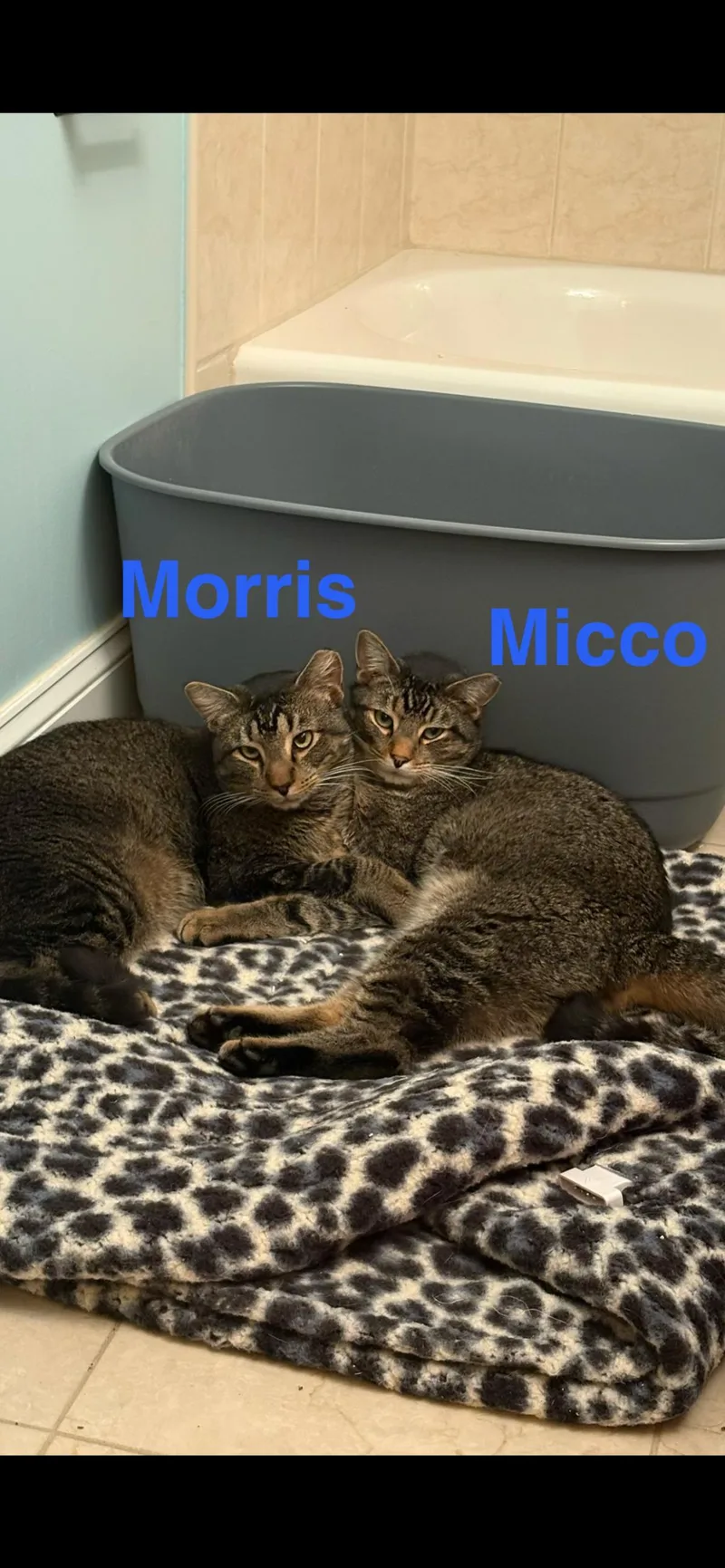 Morris And Micco