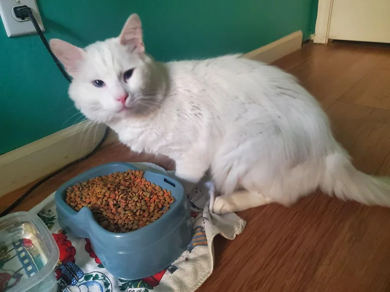 Snowball thumbnail 3