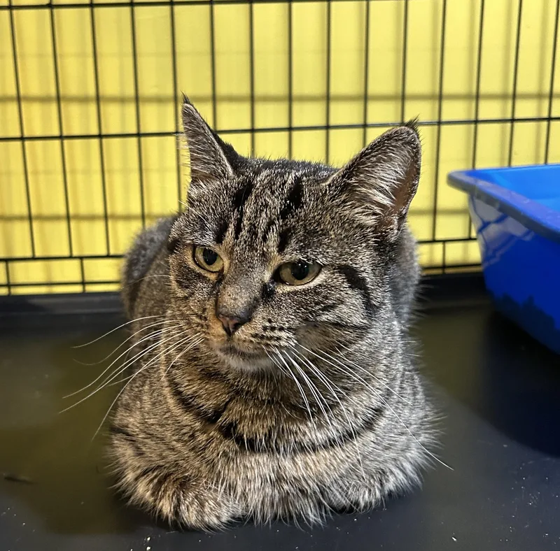 Puddin’ thumbnail 2