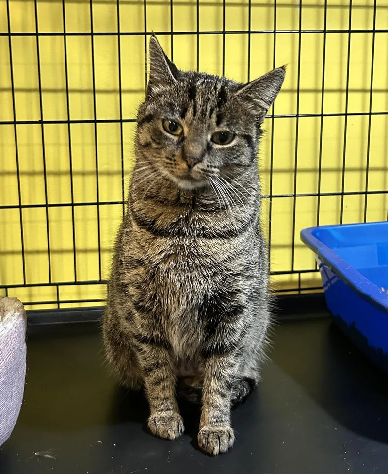 Puddin’ thumbnail 3