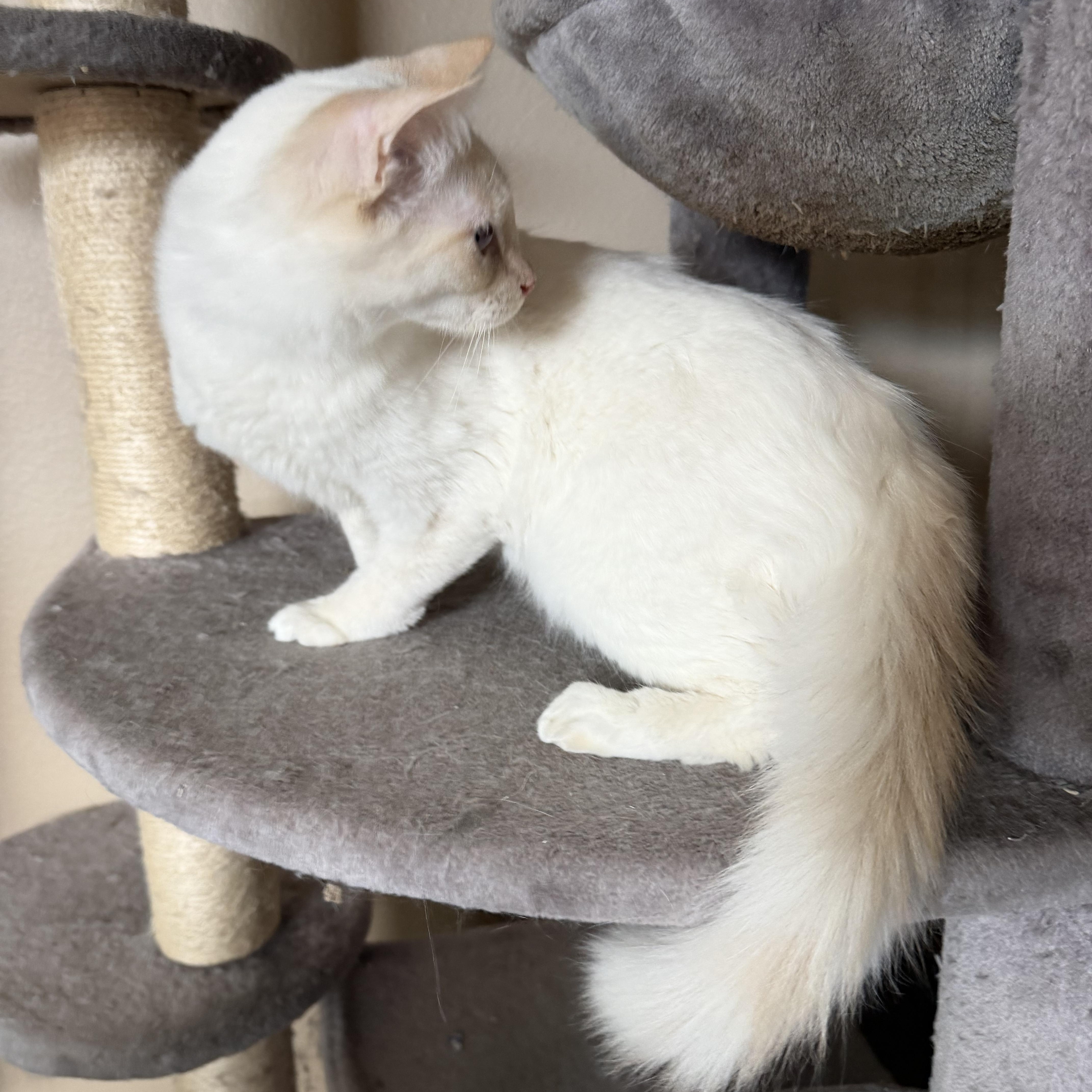 Hesperia Flamepoint thumbnail 2