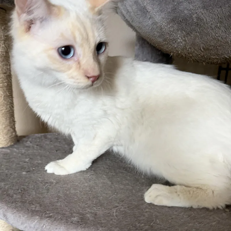 Hesperia Flamepoint thumbnail 3