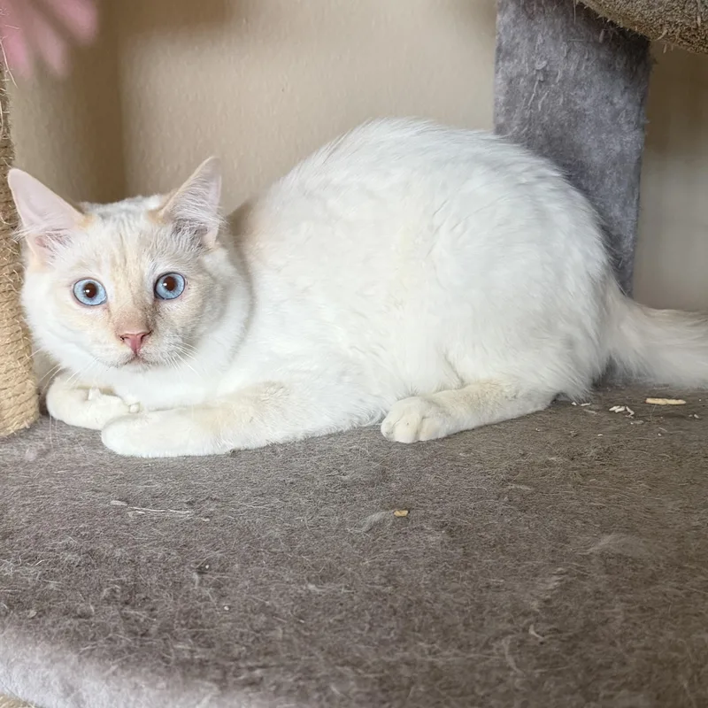 Hesperia Flamepoint thumbnail 4