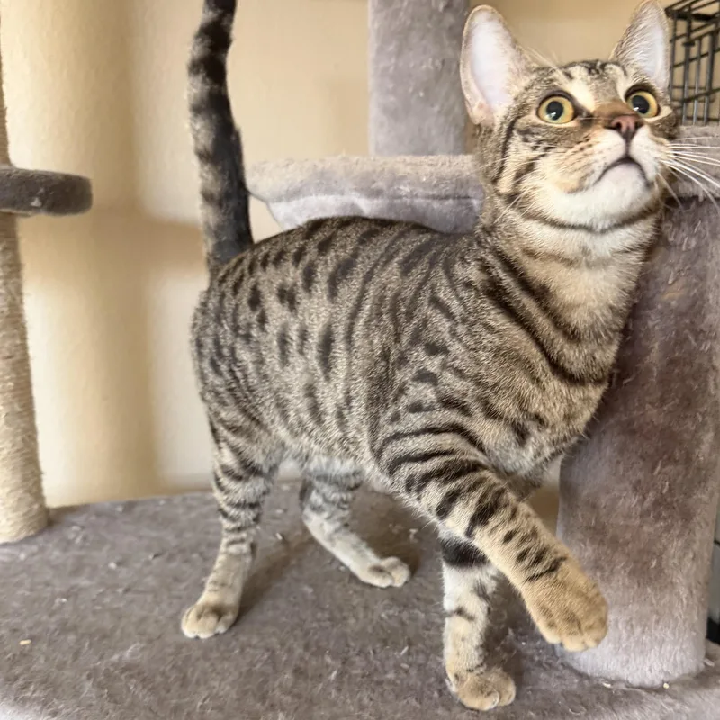 Christina’s Tabby Spots