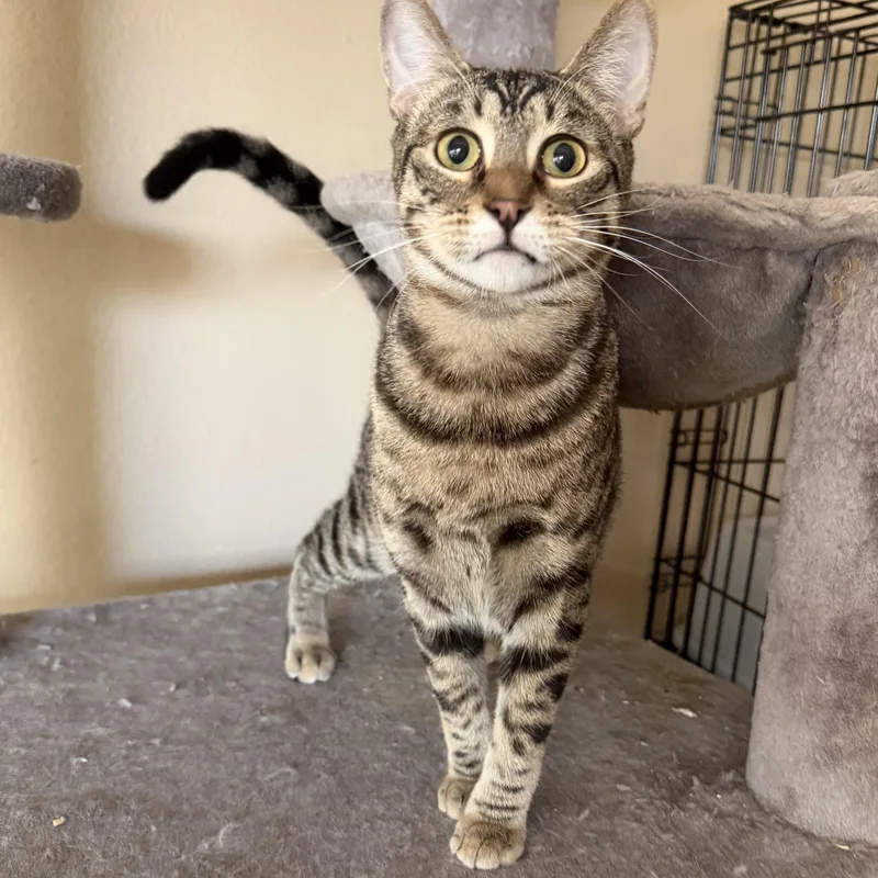 Christina’s Tabby Spots thumbnail 2