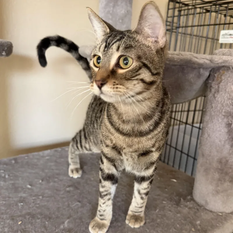 Christina’s Tabby Spots thumbnail 3