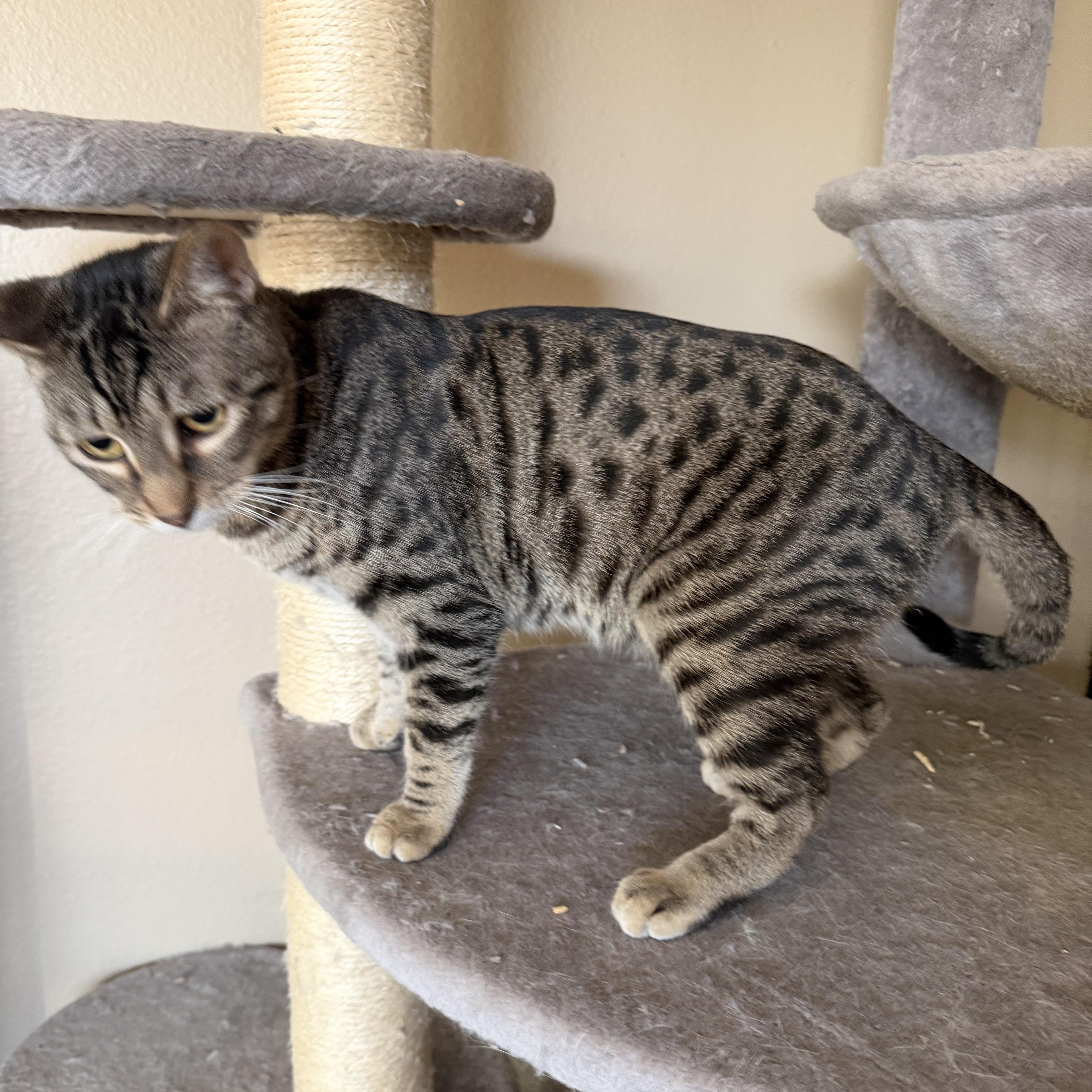 Christina’s Tabby Spots thumbnail 4