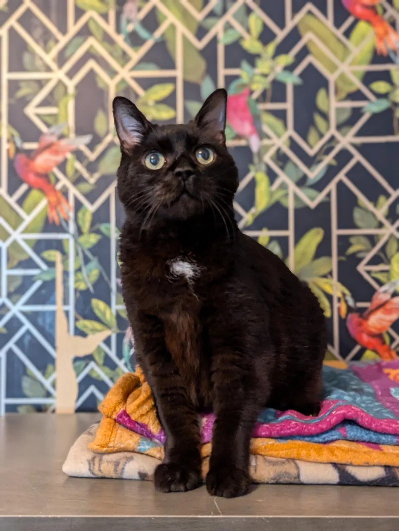 Fat Nick thumbnail 2