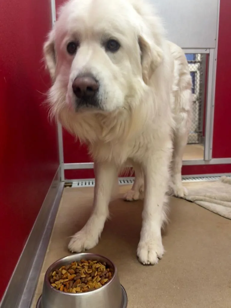 Avalanche thumbnail 2