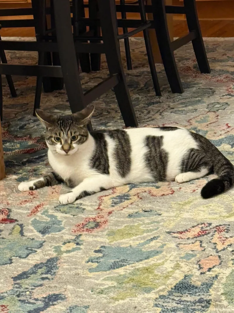 S’mores thumbnail 2