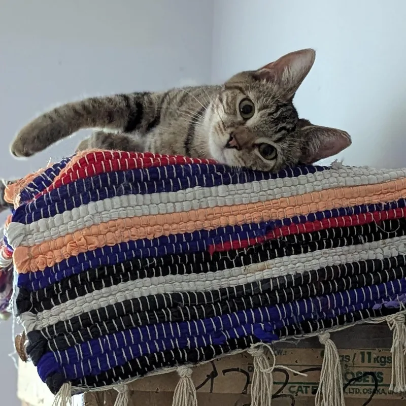 Daffodil    thumbnail 2